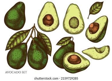 Colección de ilustraciones vectoriales dibujadas a mano de frutas. Vocado de colores.