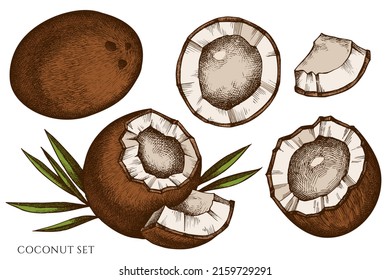 Fruits hand drawn vector illustrations collection. Colored coconut.