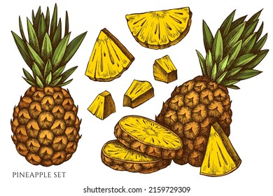 Fruits hand drawn vector illustrations collection. Colored pineapple.