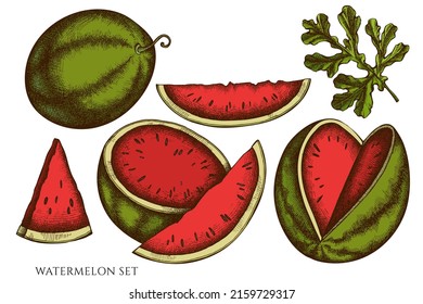 Fruits hand drawn vector illustrations collection. Colored watermelon.