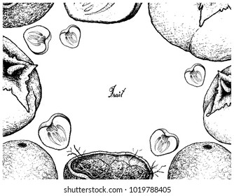 Fruits, Illustration Frame of Hand Drawn Sketch Fresh Wood Apple or Limonia Acidissima Fruit Isolated on White Background.