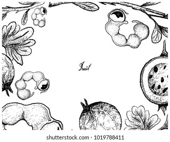 Fruits, Illustration of Hand Drawn Sketch Frame of Manila Tamarind and Gooseberry Isolated on White Background.
