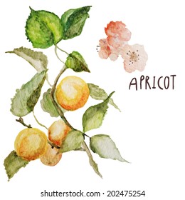 Fruits and leaves of apricot. Watercolor vector illustration. Eps10