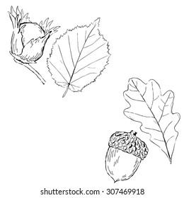 Fruits and leaves of Hazel and oak. Vector illustration