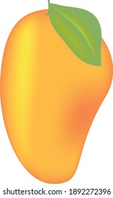 fruits mango draw vector illustration 