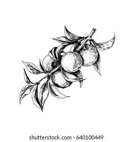 Fruits on a branch. Vector illustration of a sketch. Isolated objects on white background.