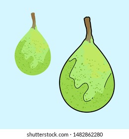 Fruits - Pear Vector in cartoon style with light green color, with black outline