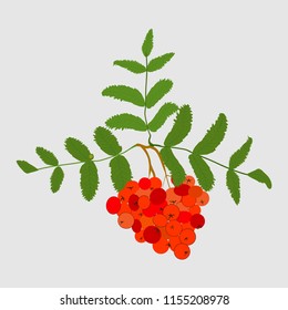 fruits of red mountain ash