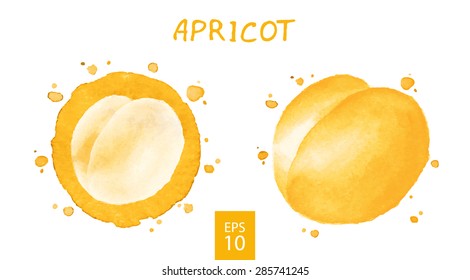 Fruits set - Apricot. Watercolor drawing. Vector