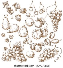 Fruits Set. Hand drawn sketch of apple, pear, grape, quince, plum, apricot, cherry and berries. 