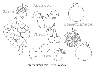 Fruits set, hand-drawn. Contour drawing isolated on a white background. Whole and chopped fruits. Apricot, cherry, plum, grape, pomegranate. Illustration, icon, template for coloring.