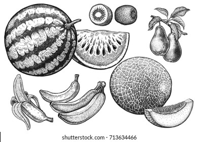 Fruits set. Realistic vector illustration of watermelon, melon, kiwi, pear, bananas, cantaloupe. Vintage black and white hand drawing. Vegetarian food. Kitchen design. Decoration for food packaging.