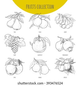Fruits set vector freehand pencil drawn. Illustration of fruits bunches on branches with leaves. Pear, apple, cherry. grape, orange, pomegranate, apricot, grapefruit, peach.