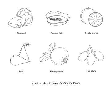 Fruits sketch collection. Set of linear vector fruit icons. Healthy Food, fruits line art isolated on white background. vector illustration