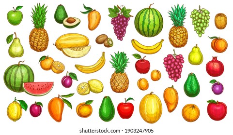 Fruchtskizzen, tropische exotische Landernte, handgezeichnet Vektorgrafik. Ananas, Apfel und Banane, Trauben, Kiwi und Avocado, Melone, saftige Wassermelone, Avocado und Mango, geschnittene und ganze Fruchtskizze