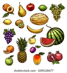 Fruits sketch isolated icons of fresh organic farm apple, pear and grape or exotic pineapple. Vector harvest of orange, lemon or peach and tropical banana, melon and watermelon or mango fruit