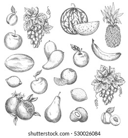 Fruits sketch. Vector isolated icons of melon and watermelon, tropical pineapple and kiwi. Sketched juicy grape bunch, apricot, pomegranate, pear and apple. Fresh lemon, banana.