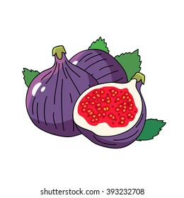 The fruits of sweet figs with leaves. Vector illustration on white background.
