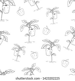 The fruits of sweet pepper. Seamless pattern. Vector illustration.