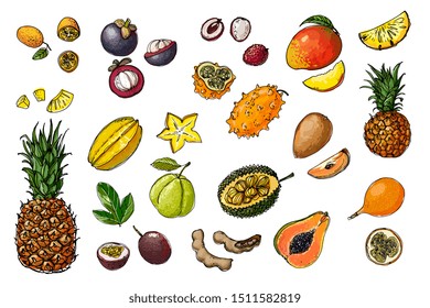 Fruits from Thailand. Food sketch lines. Kumquat, Carambola, Jackfruit, Granadilla, Passionfruit, Guava, Tamaring, Pineapple, durian. Fruits drawn by a line on a white background. 