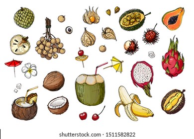 Fruits from Thailand. Food sketch lines. Coconut, Pitaya, Physalis, cocktail, drinking coconut, umbrella. Fruits drawn by a line on a white background. 