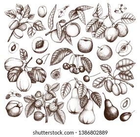 Fruits and trees branches set. Cherry, plum, peach, apple, peach, apricot, fig, quince, pear sketches. With flowers and  fruits. Vector plants outlines. Hand drawn botanical illustration.