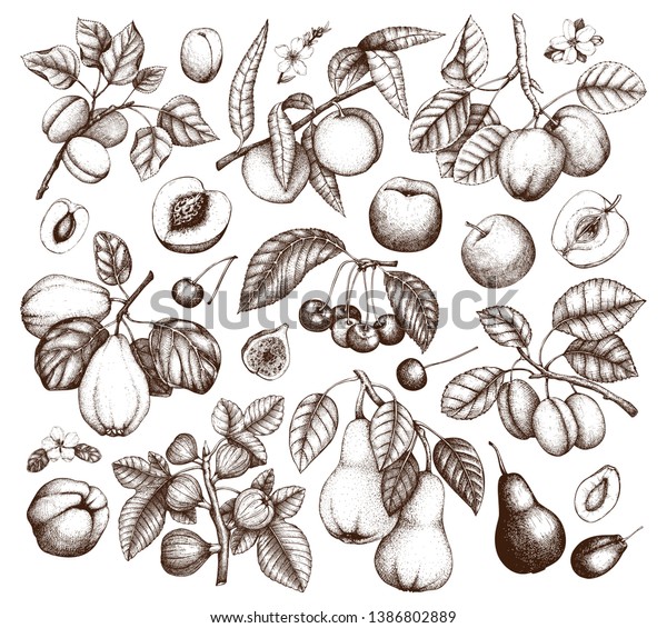果物と木の枝が立つ 桜 梅 桃 リンゴ 桃 アンズ イチジク カンネ 梨のスケッチ 花と果実を持って ベクター画像植物の輪郭 手描きの植物イラスト のベクター画像素材 ロイヤリティフリー