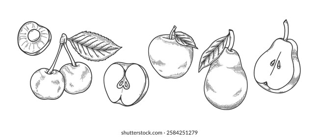 Fruits vector drawing set. Cherry, apple, pear. Engraved illustration. Hand drawn slice, whole and half fruits , leaves. Botanical sketch of fruits for label, juice packaging