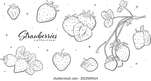fruits, vector graphic element. line art style. best for pattern design, graphic element, branding element, packaging element, wallpaper, decoration, greeting cards, icon
