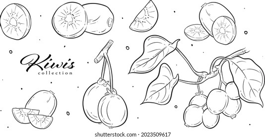 frutos, elemento gráfico vectorial. estilo de arte de línea. mejor para el diseño de patrones, elemento gráfico, elemento de marca, elemento de embalaje, papel tapiz, decoración, tarjetas de felicitación, icono