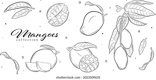 fruits, vector graphic element. line art style. best for pattern design, graphic element, branding element, packaging element, wallpaper, decoration, greeting cards, icon