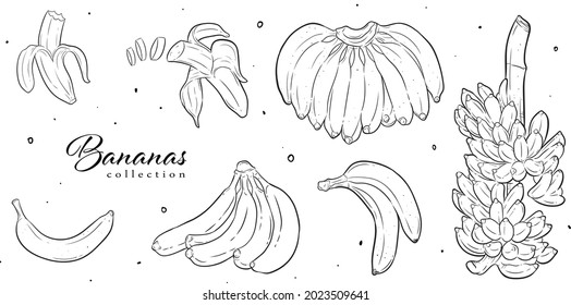 fruits, vector graphic element. line art style. best for pattern design, graphic element, branding element, packaging element, wallpaper, decoration, greeting cards, icon