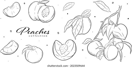 fruits, vector graphic element. line art style. best for pattern design, graphic element, branding element, packaging element, wallpaper, decoration, greeting cards, icon