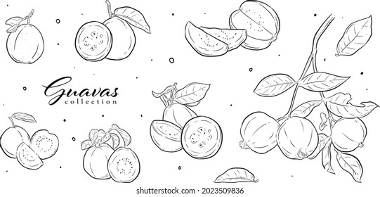 fruits, vector graphic element. line art style. best for pattern design, graphic element, branding element, packaging element, wallpaper, decoration, greeting cards, icon