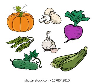 Fruits vector pumpkin mushrooms beetroot sorrel garlic zucchini cucumber