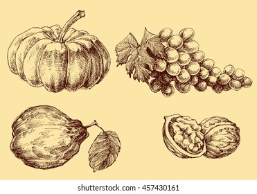 Fruits vector set hand drawn