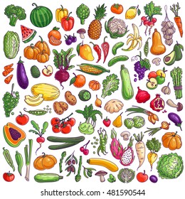 Fruits and vegetables. Colorful vector freehand illustration isolated on white background.