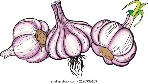 Fruits And Vegetables - three garlic fruits