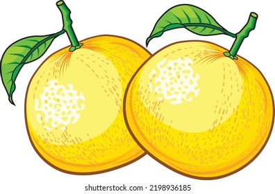 Fruits And Vegetables - two yellow grapefruits