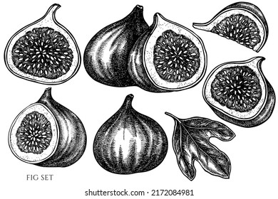 Colección de ilustraciones vectoriales vintage de frutas. Hija blanca y negra.