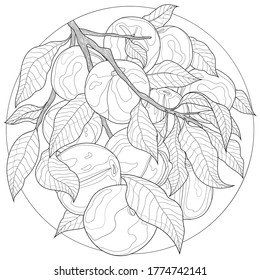 Fruits.Peaches on a branch. Tasty sweets.Coloring book antistress for children and adults. Zen-tangle style.Black and white drawing