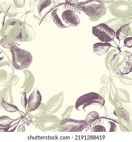 Fruity Template for inserting an inscription with fruit plum apple pear. Stamps, engravings. Engraved style of different kinds of fruit banner. Vector illustration