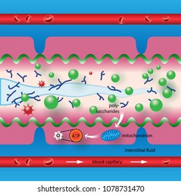 Los oligosacáridos forman una capa protectora en las paredes del intestino