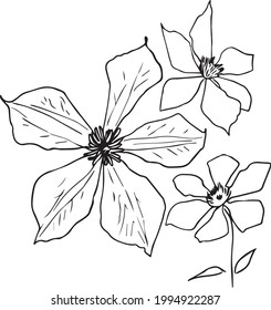 Fuchsia Clematis in a vector style isolated. Black and white sketch. Spring Flowers Blooming