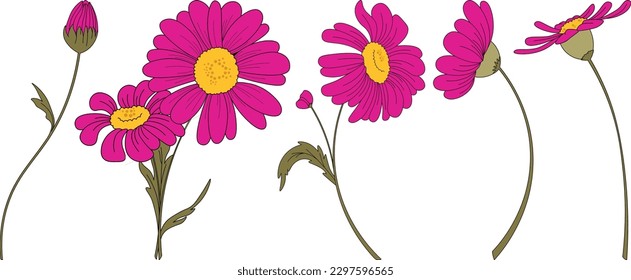 Fuchsia Daisy, Margarita, Fucsia, Naturaleza