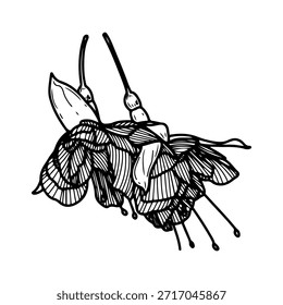 Fúcsia botões de flores. Vetor de esboço desenhado à mão. Folhas e pétalas exuberantes de arbustos floridos em um galho. Planta natural. Botânica. Flora tropical. Ilustração botânica. Arte em linha gravada.