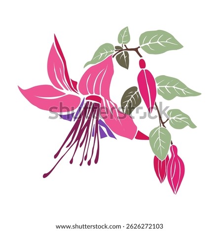 Fuchsia flower colorful flat vector illustration. Elegant floral element for botanical design, tattoos, prints,  decorative compositions. Isolated on white background. 
