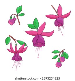 Fuchsia flower. Flower shoot and fuchsia buds. A botanical element for the design. An isolated object.