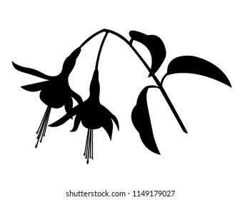 Fuchsia Flower Silhouette, Black and White Vector Illustration