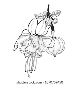 Fuchsia flowers and buds. Decorative composition. Ink drawing. Graphic arts. Wallpaper. Use printed materials, signs, posters, postcards, packaging.